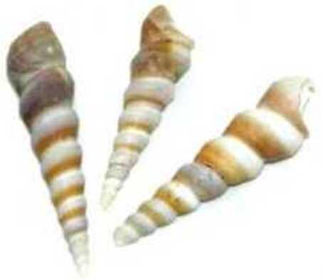 Kis méretű csigaházak, kagylók