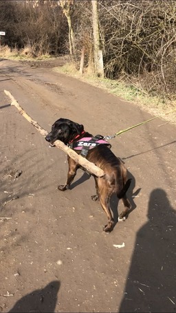 Zara, 12 éves, 58 cm magas, leány kutya