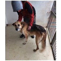 Károly, 7 éves, német-juhász jellegű, kan #6