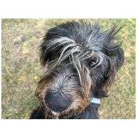 Kócos, 1 éves, kan #2