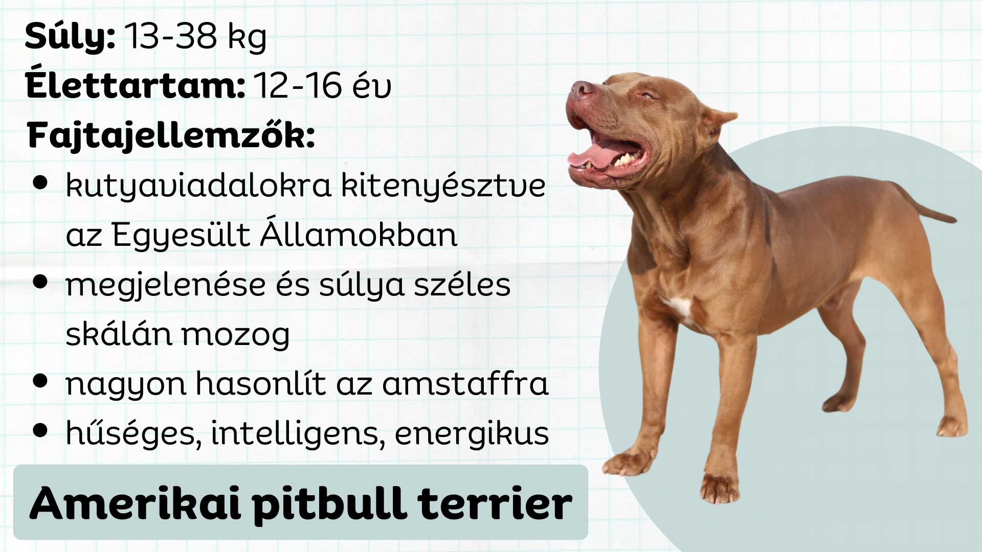 Amerikai pitbull terrier tulajdonságai