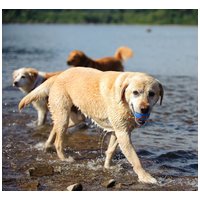 Chuckit! Ultra Squeaker Ball #5