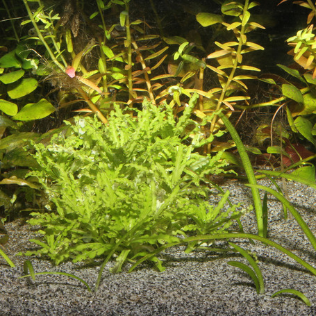 JBL Sansibar Grey természetes akvárium talaj (szürke)