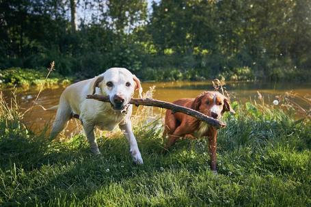 Fella kávéfa rágóbot