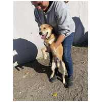 Showzsák, 6 hónapos keverék fiúcska #5