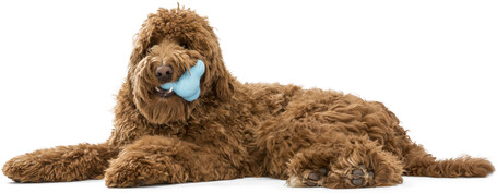 West Paw Tux - Jutalomfalattal tölthető játék