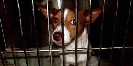 Hogyan fogadjunk örökbe egy kutyát a menhelyről?