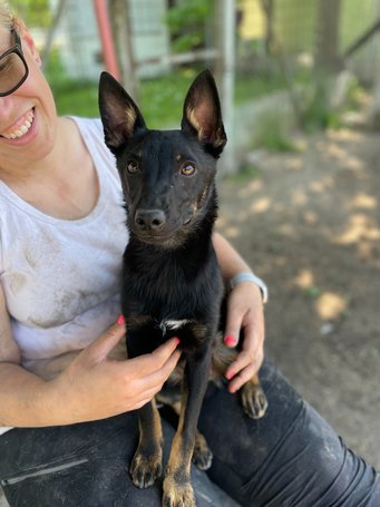 Gedeon, fél éves, kan