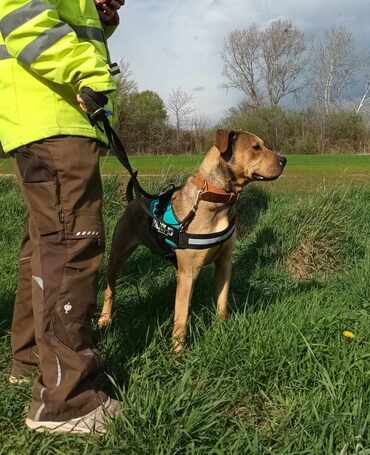 Vilinger, ivartalanított kan
