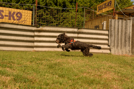 Kócos, 1 éves, kan