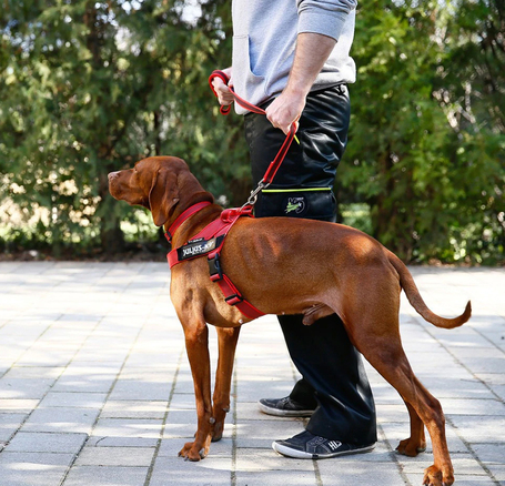 Julius-K9 IDC Color & Gray hevederhám