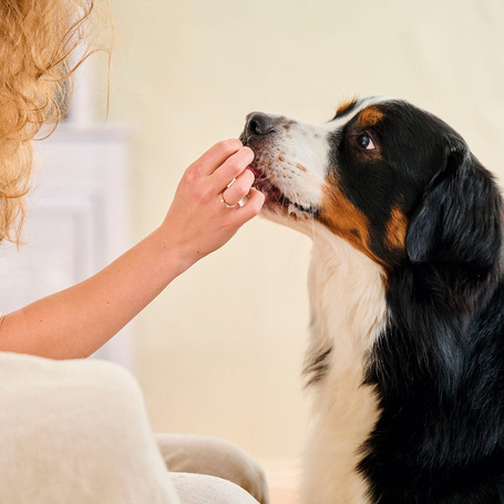 Beaphar friss lehelet tabletta kutyáknak és macskáknak