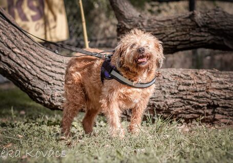 Zsenna, 12 éves, szuka