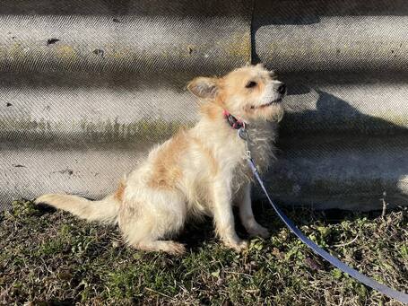 Mangó, egy éves, szuka