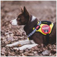 Yutipet RnD párnázott biztonsági kutyahám (Piros) #12