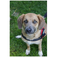 Kira, 2 éves szuka kutyus #2