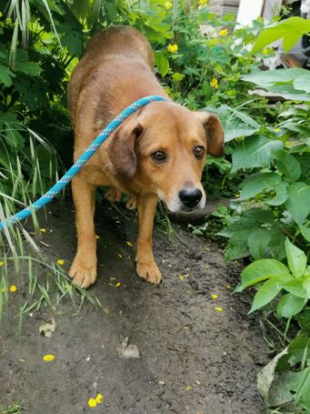 Misi, ivartalanított kan