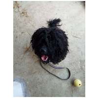 Gombóc Artúr, 12 éves, 44 cm magas, puli, kan #5