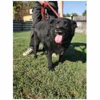 Cseni, 5 éves kan #2