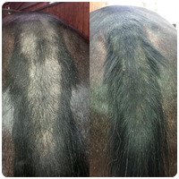 Union Bio Equilux ápoló gél farokhoz és sörényhez #3