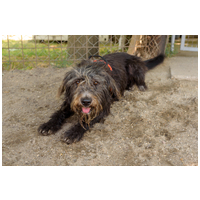 Kócos, 1 éves, kan #8