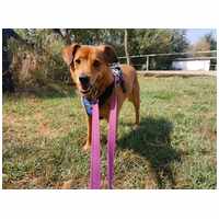 Misi, ivartalanított kan #27