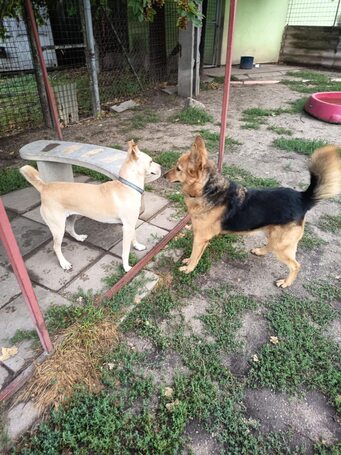 Sajó, 7 éves ivartalanított németjuhász keverék kan