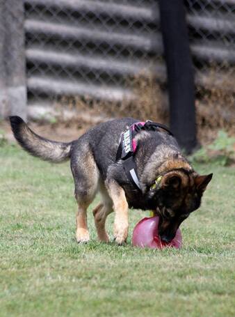 Lady, ivartalanított szuka