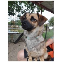 Manó, egy éves, szuka #5