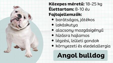 Az angol bulldog - A látszat csal