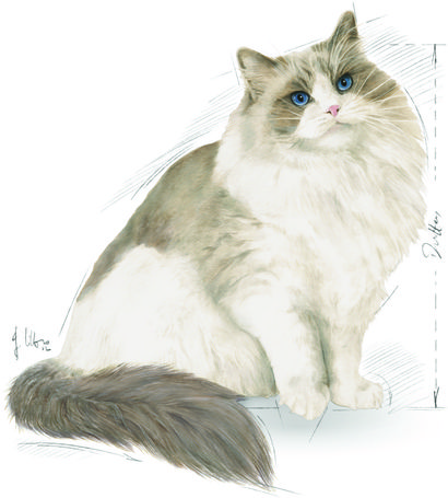 Royal Canin Ragdoll Adult - Ragdoll felnőtt macska száraz táp