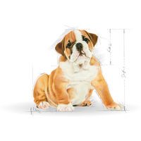 Royal Canin Bulldog Junior - Angol Bulldog kölyök kutya száraz táp #10