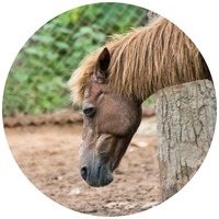 Tratamentul pentru răni specifice încheieturii cailor