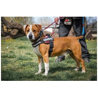 Hádész, 9 éves, 50 cm magas, kan #13