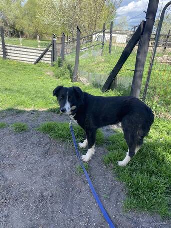 Drukker, ivartalanított kan kutya, gazdit keres