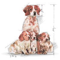 Royal Canin Medium Starter Mother & Babydog - Száraz táp közepes testű vemhes szuka és kölyök kutya részére 2 hónapos korig #10