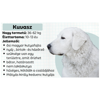 Kuvasz - A nagy fehér magyar testőr