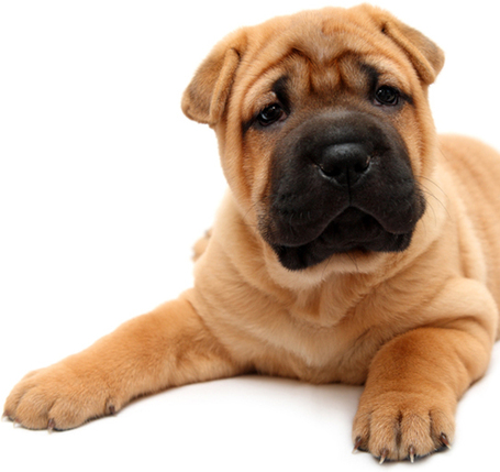 Pro-Nutrition Pure Life Puppy Mini & Medium hipoallergén táp, lazaccal és fehér hallal | Kölyökkutyáknak