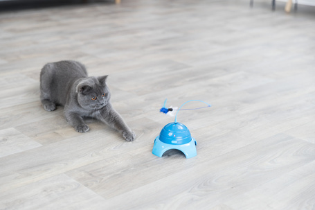 Trixie Catch Me cicajáték