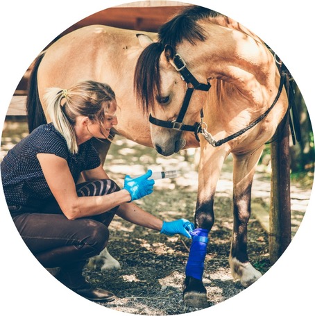 Hámsérülések kezelése, elsősegély lovaknak