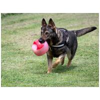 Lady, ivartalanított szuka #19