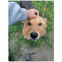 Sajó, 3 éves, 51 cm magas, németjuhász keverék, kan #4