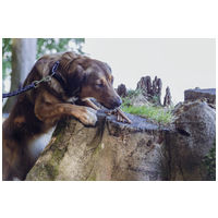 Trixie Insect Sticks rovarfehérjés jutalomfalat kutyáknak #7