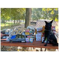 Gizmo, fél éves, kan #11