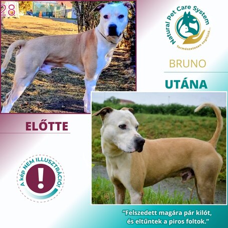 Burgimmune Forte immunerősítő tabletta kutyáknak