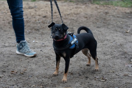 Robin, ivartalanított lányka gazdit keres