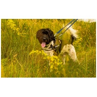 Zénó, 7 éves, ivartalanított kan #7