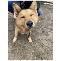 Sajó, 3 éves, 51 cm magas, németjuhász keverék, kan #2