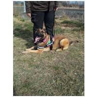 Kira, 3 éves, 61 cm magas, szuka #5