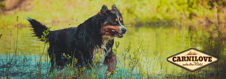 CarniLove Adult Duck & Pheasant - Kacsahúsos és fácános felnőtt kutyatáp